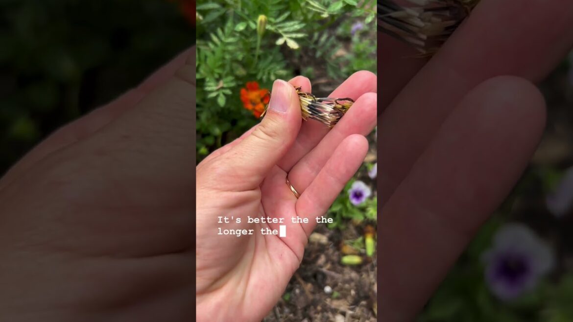 Home Gardening Tips - How To Save Seeds From Your Plants