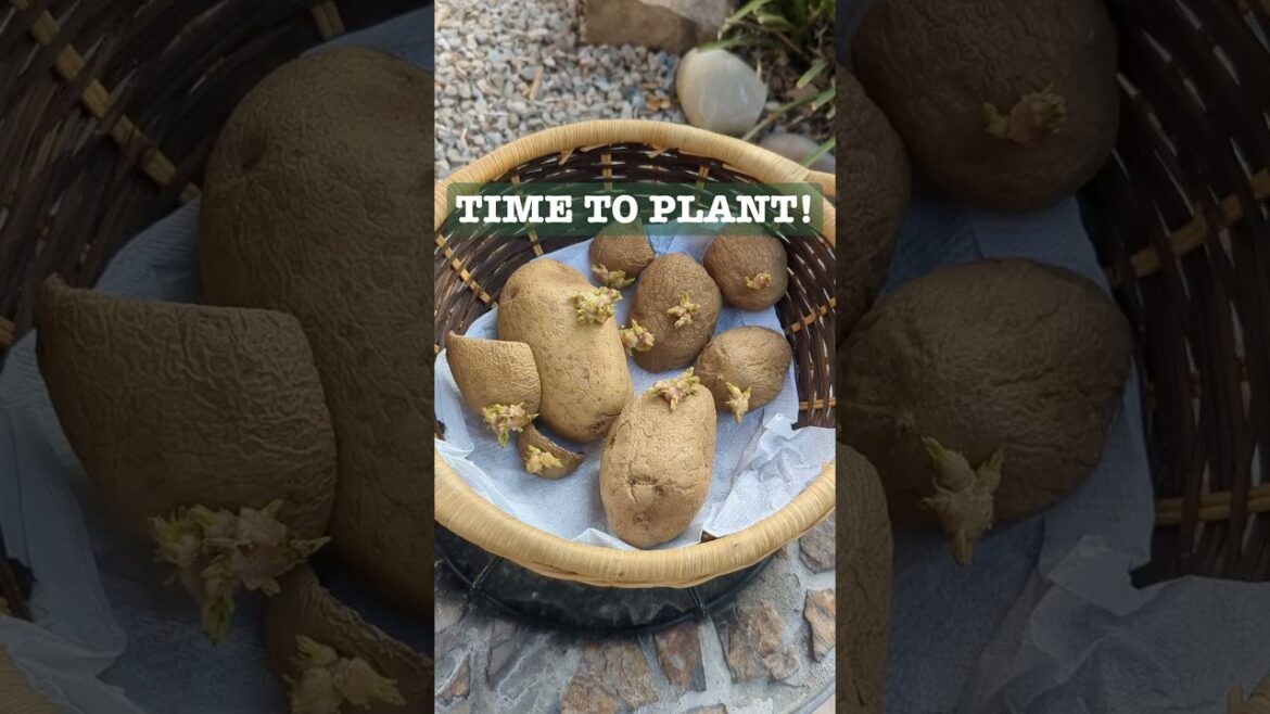 My Potatoes Have Eyes - Now What? #potatoes #plantingpotatoes #containergardening #chits #shorts
