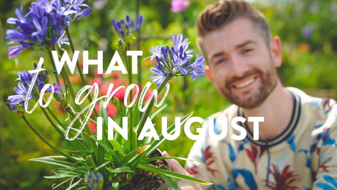 What to Plant in August | Late Summer Colour & Food – My 5 Essential Plants! What to Plant in August | Late Summer Colour & Food - My 5 Essential Plants!