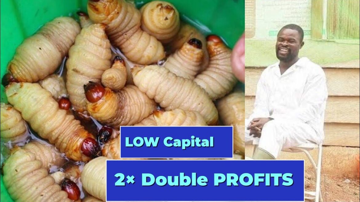 How A Ghanaian Agronomist Is Earning 15K From Rearing & Sales Of Palm Weevil How A Ghanaian Agronomist Is Earning 15K From Rearing & Sales Of Palm Weevil