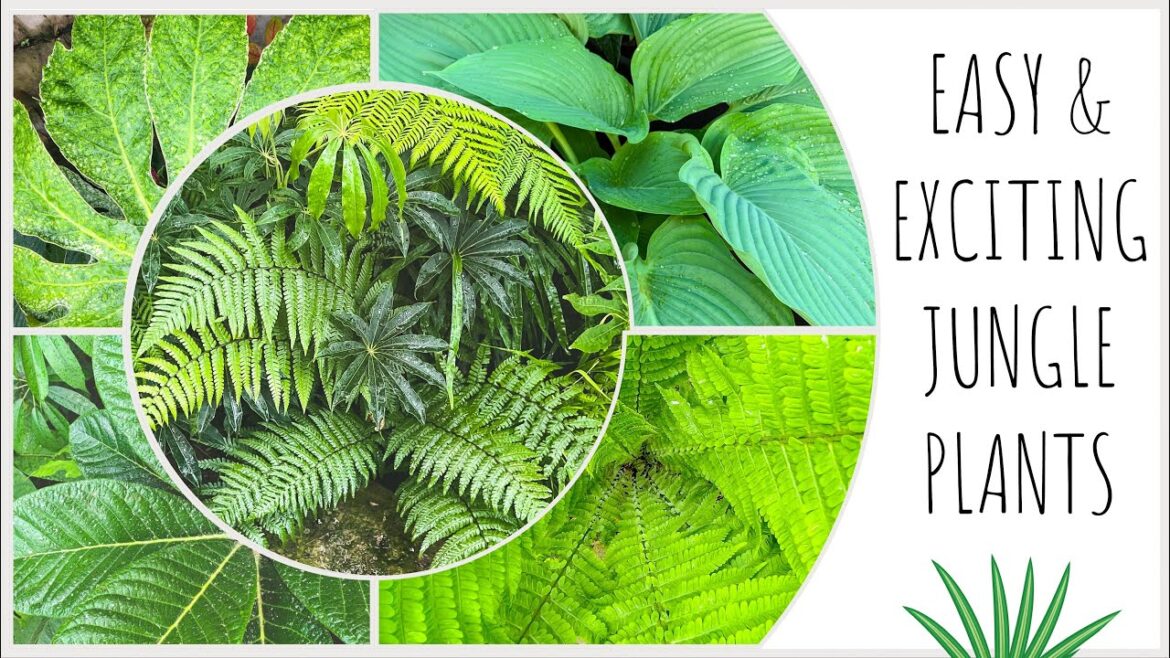 Plant Shopping for a Lush & Leafy UK Jungle Garden Plant Shopping for a Lush & Leafy UK Jungle Garden