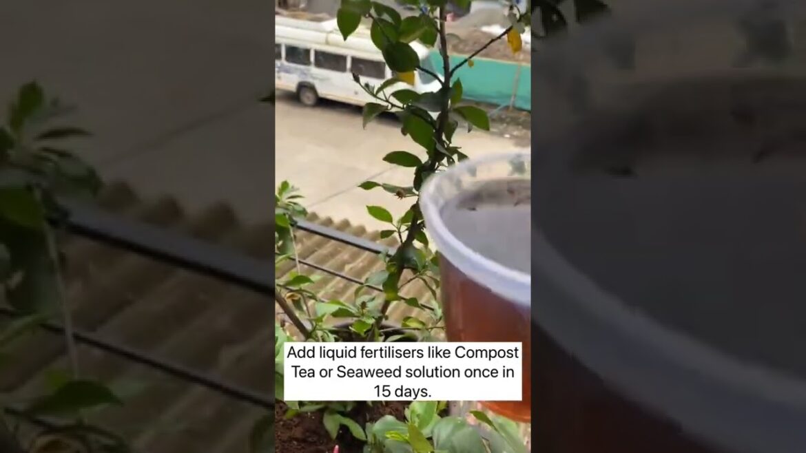 Hibiscus Plant Care Tip Secret| #hibiscus#plants#gardening Hibiscus Plant Care Tip Secret| #hibiscus#plants#gardening