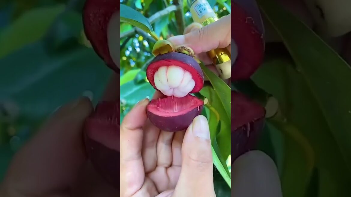 amazing fruit cutting