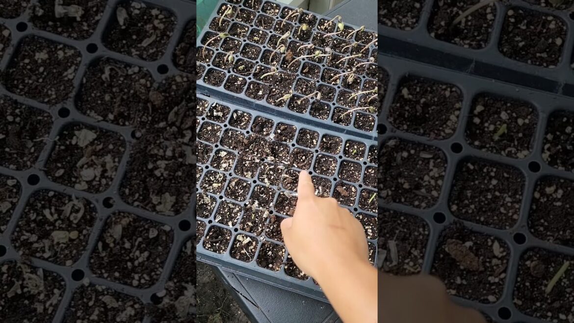 How to sow seeds for CORN & BEANS to transplant #garden #gardeningtips #corn #beans #vegetablegarden How to sow seeds for CORN & BEANS to transplant #garden #gardeningtips #corn #beans #vegetablegarden