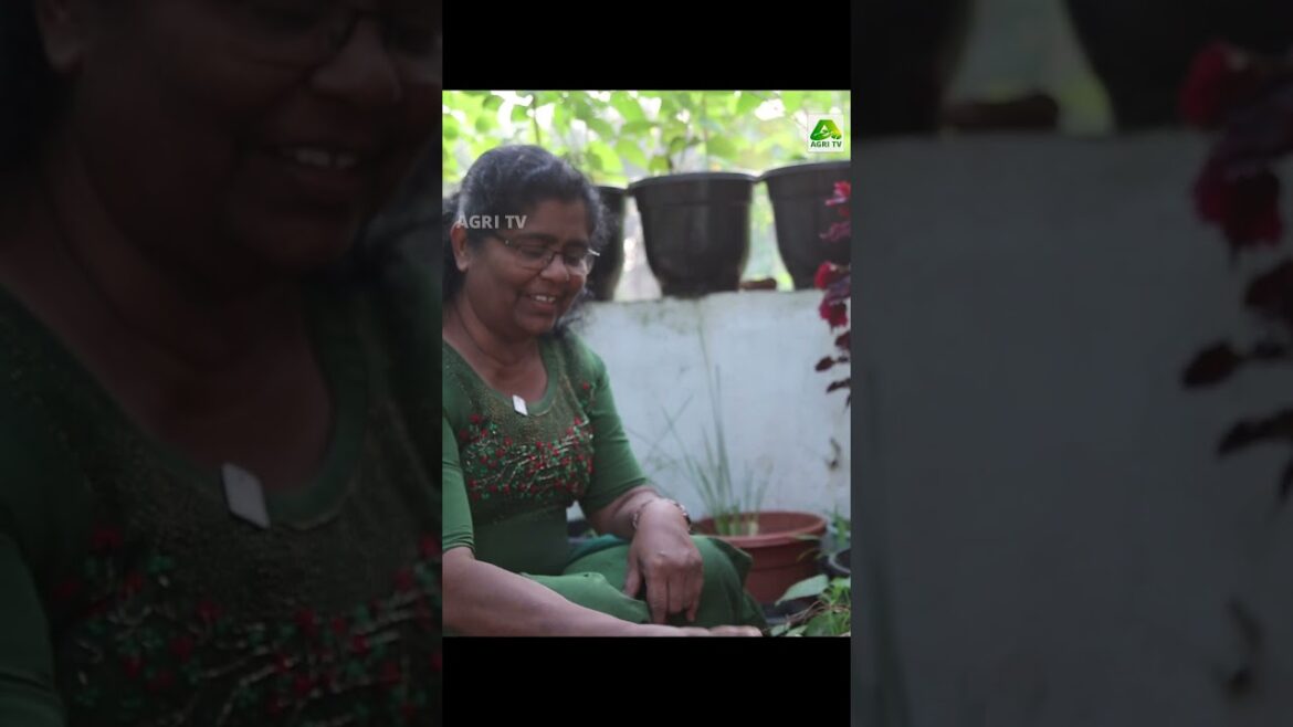 വീട്ടിലേക്ക് ആവശ്യമായ ഇഞ്ചിയും മഞ്ഞളും വീട്ടിൽ തന്നെ വിളയിക്കാം| Growing Ginger and Turmeric at Home