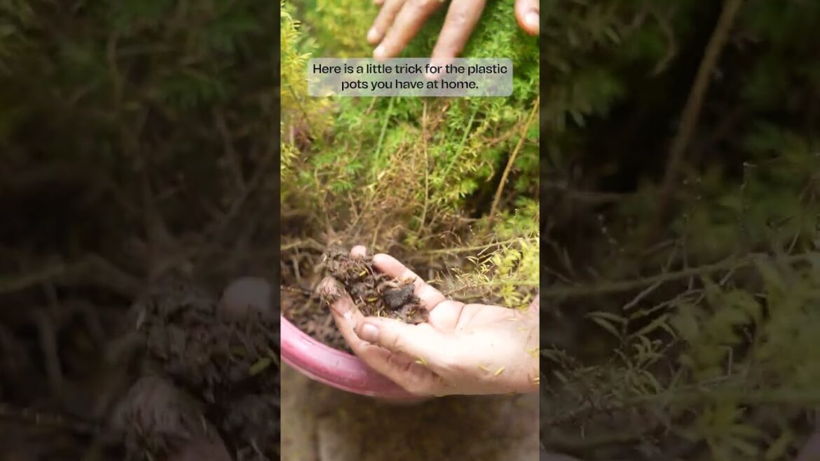 Super Simple Trick to Prevent Root Rot in Rainy Season Super Simple Trick to Prevent Root Rot in Rainy Season