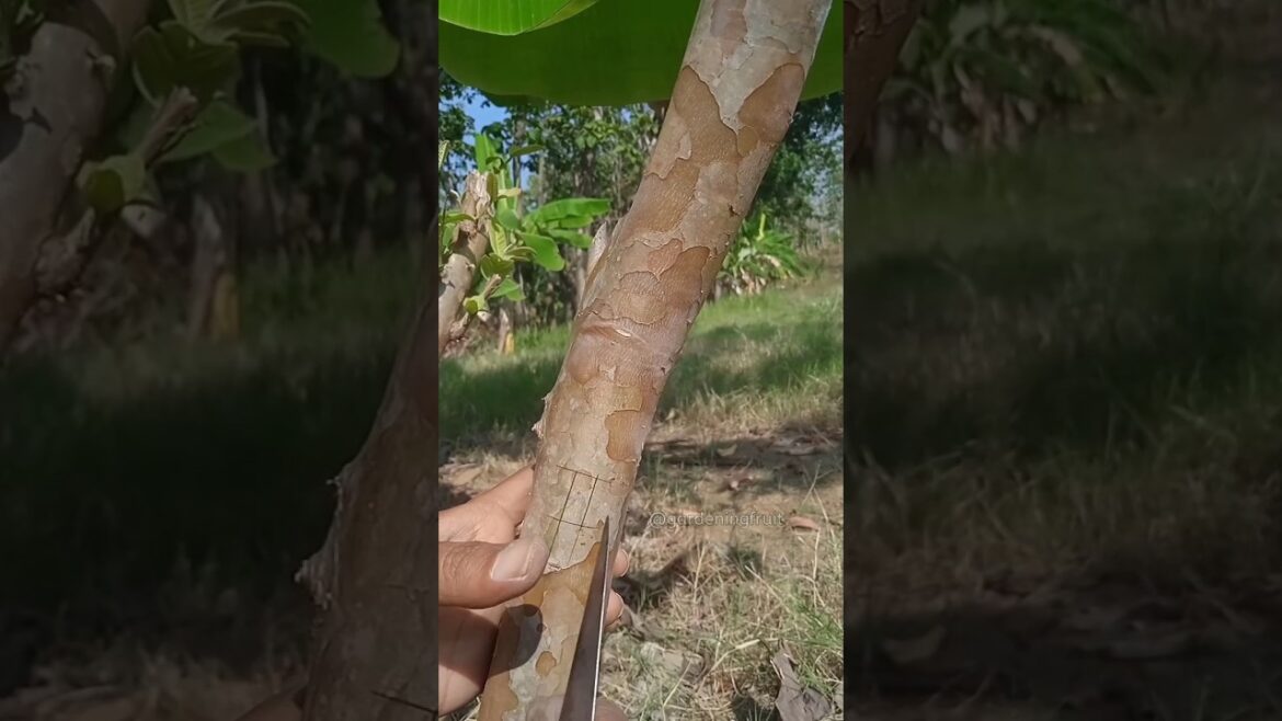 propagation guava tree by grafting & gardening tips EP216