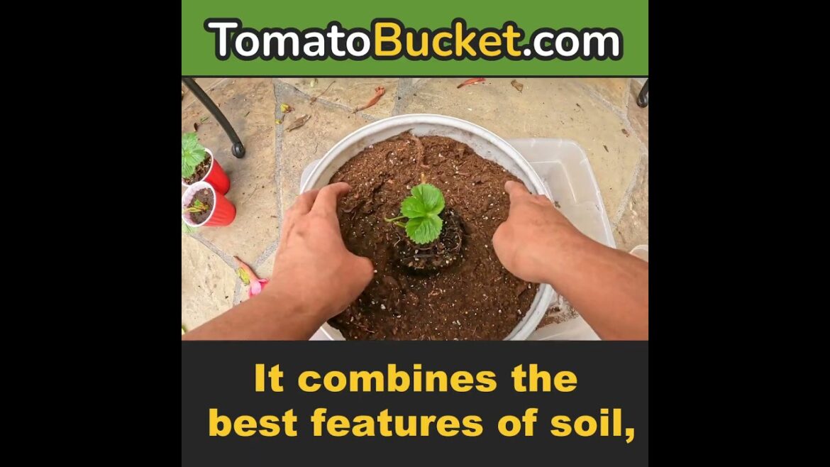 Stop Killing Plants! Garden Made Super Easy! | Tomato Bucket Easy Gardening Self-Watering Planter