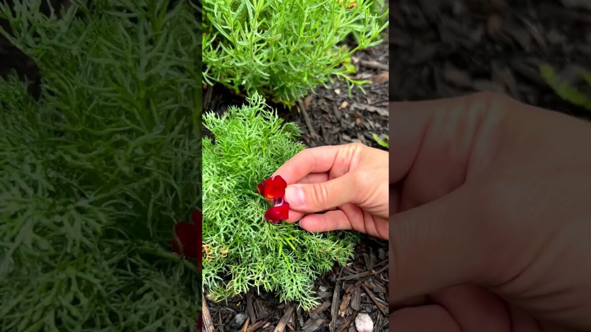 Home Gardening Fun - Snapdragon Takes A Nap On The Chamomile