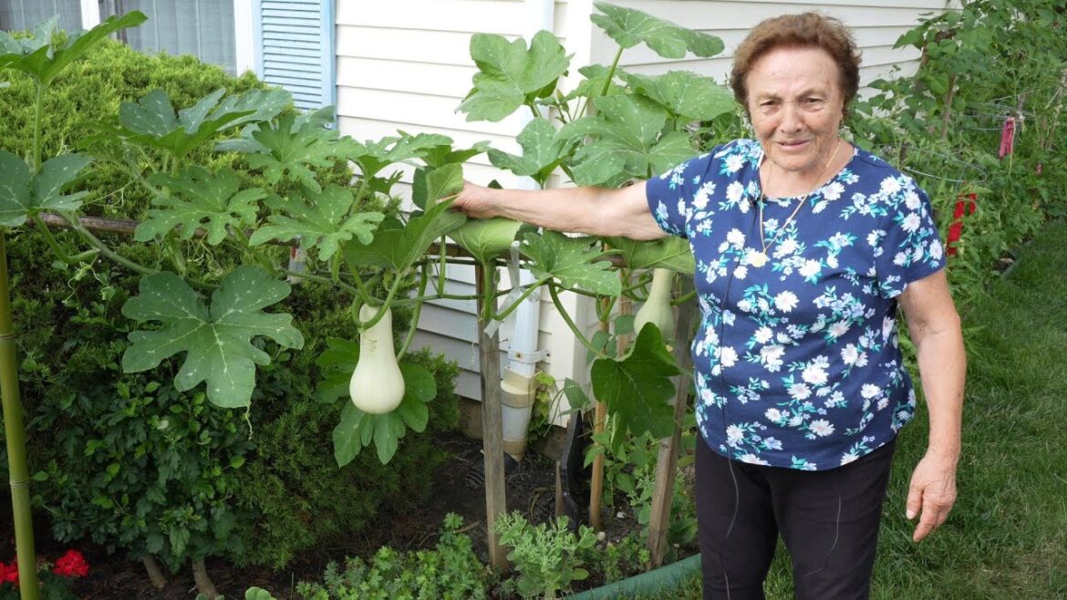 Italian Grandma's Vegetable Garden Tour 2023