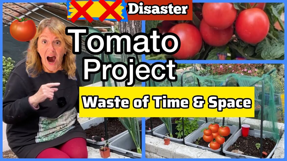 Do Not Grow these Tomatoes for Seed Collecting Experiment Tomato Project Raised Garden Bed Container