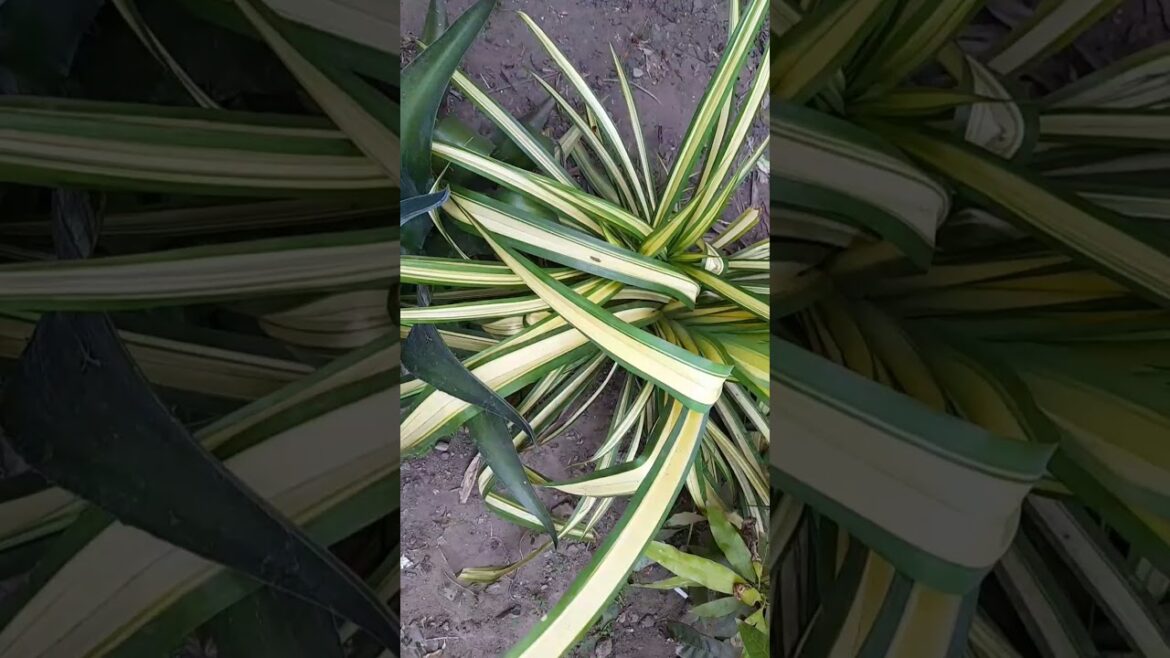 Spider plant caring tips #spiderplant #caring #tips #plant #garden #germination #tamil #shorts