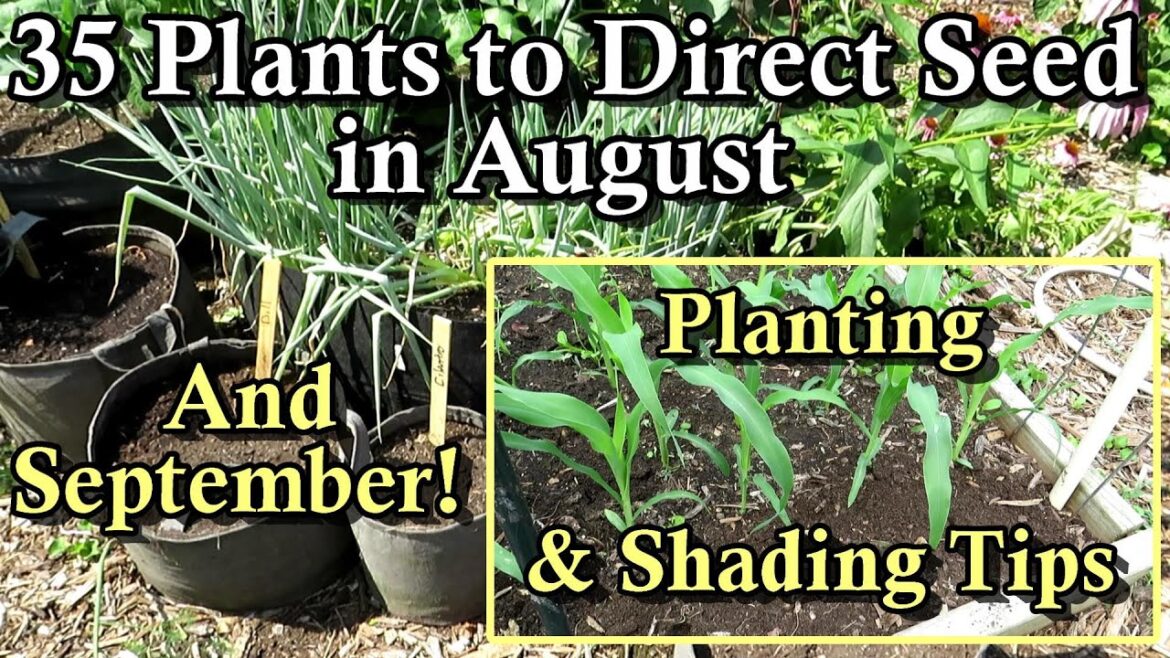 Gary Pilarchik: 35 Crops You Can Direct Seed in August & September: Warm & Cool Crops- Planting Tips & List Below! 35 Crops You Can Direct Seed in August & September: Warm & Cool Crops- Planting Tips & List Below!