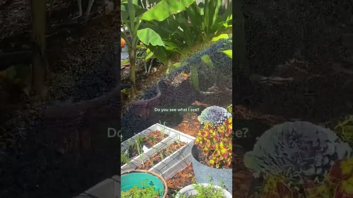 Rainbow in the garden 🌈