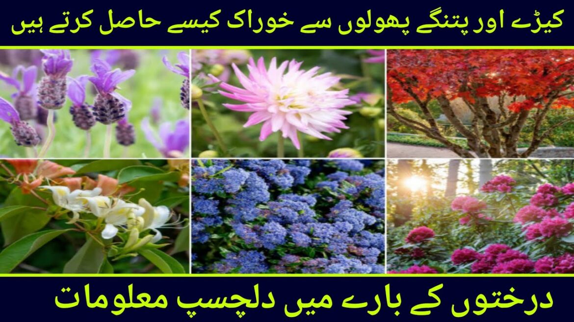 how do insects get food from flowers? food made from bugs | what do insects eat how do insects get food from flowers? food made from bugs | what do insects eat