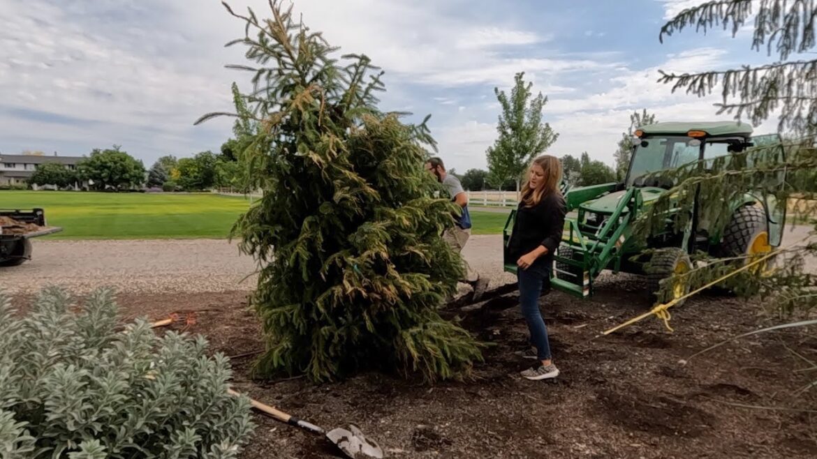 Planting Two Huge Serbian Spruce Trees + Update on Predatory Mites + Rose Deadheading! 😁👍🌿