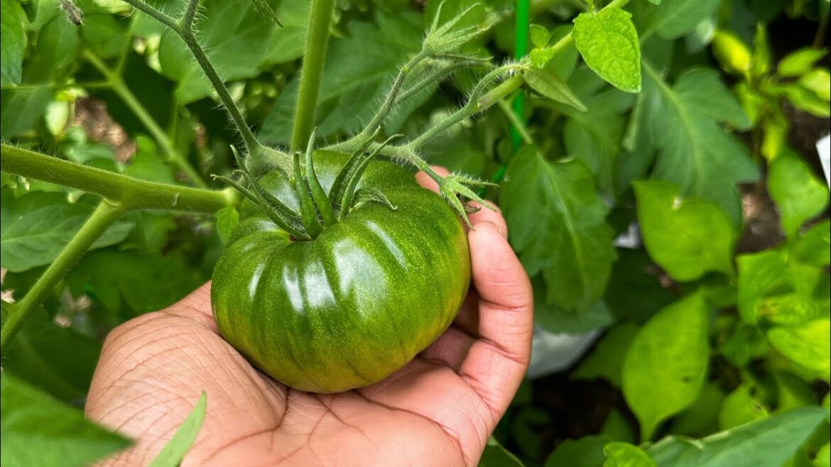 Container Garden Update #subscribe Container Garden Update #subscribe