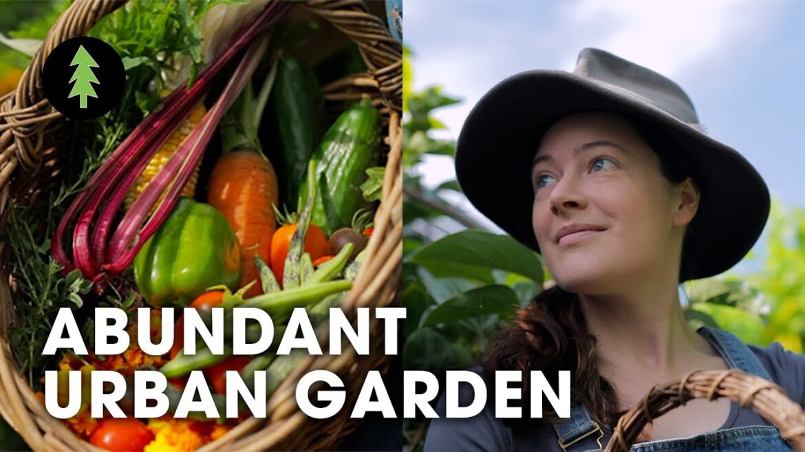 Inspiring Woman Growing a Huge Amount of Food in Her City Permaculture Garden Inspiring Woman Growing a Huge Amount of Food in Her City Permaculture Garden