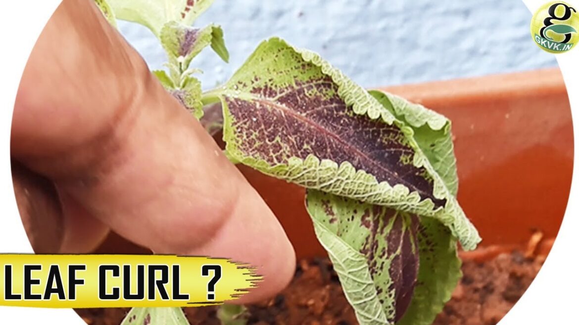 LEAF CURLING: How to Interpret UPCURL OR DOWNCURL Drying | Diagnosis Treatment LEAF CURLING: How to Interpret UPCURL OR DOWNCURL Drying | Diagnosis Treatment