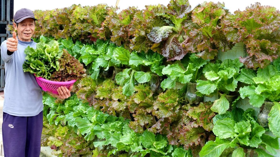 Amazing vertical garden, growing vegetables on the wall to provide for the family Amazing vertical garden, growing vegetables on the wall to provide for the family