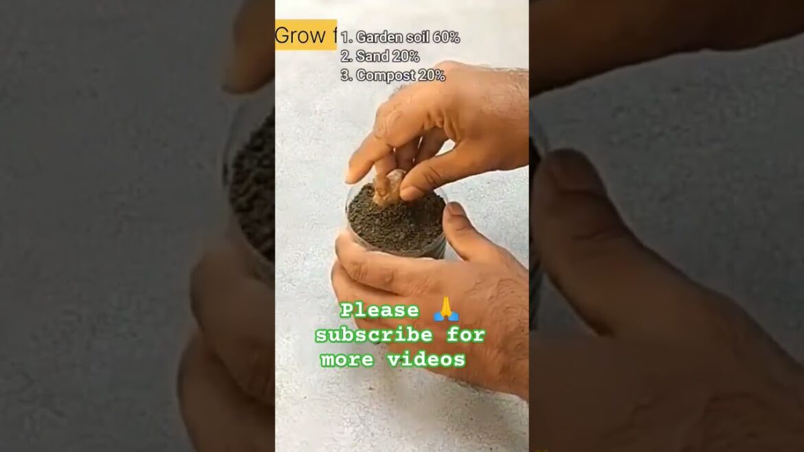 Grow Ginger from Cuttings: Easy Step-by-Step Guide #shortsvideo #gardening #trending #viral Grow Ginger from Cuttings: Easy Step-by-Step Guide #shortsvideo #gardening #trending #viral