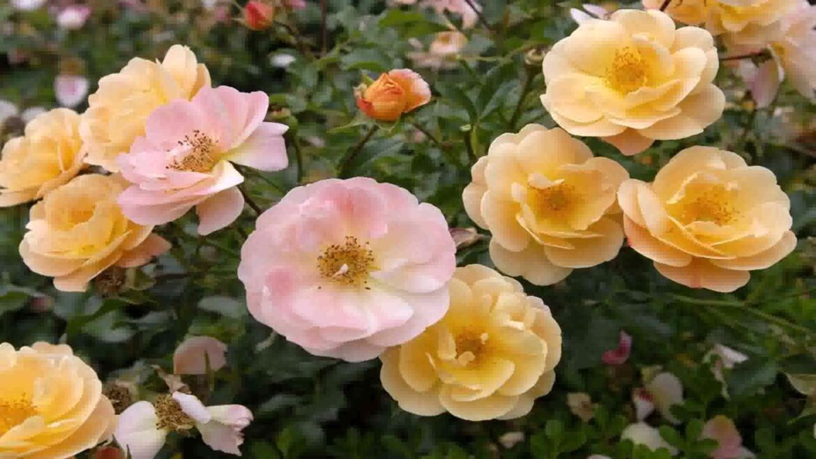 Front Yard Landscaping Ideas Roses
