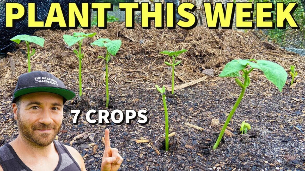 7 Fall Veggies I Planted THIS WEEK That You Can Start Right Now 7 Fall Veggies I Planted THIS WEEK That You Can Start Right Now