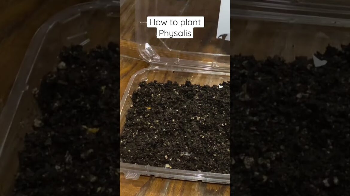 How to plant store bought Physalis #foryou #gardening #shorts How to plant store bought Physalis #foryou #gardening #shorts