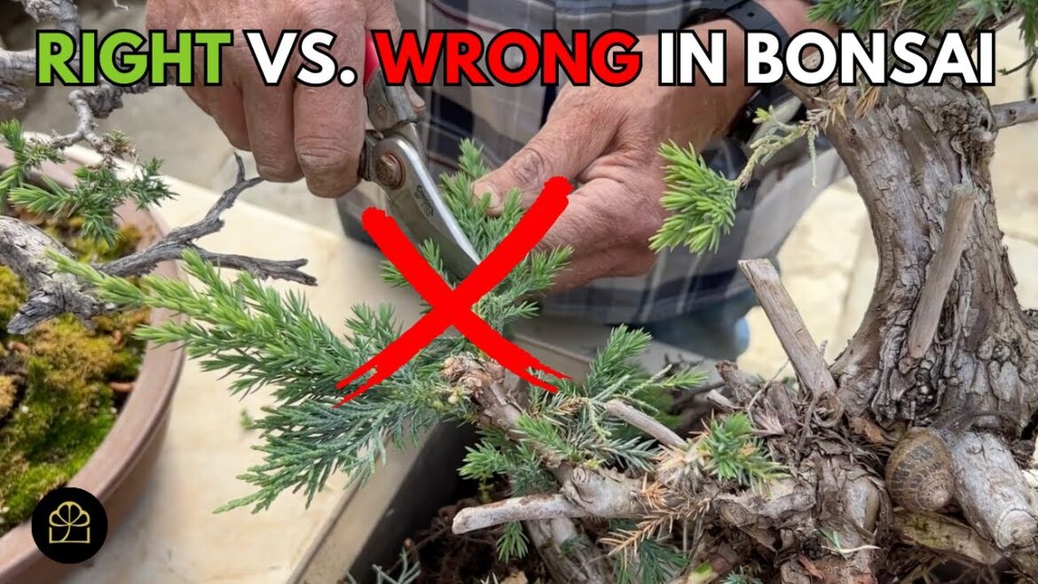 Am I Killing My Trees? What's Right or Wrong in Bonsai? | Q&A