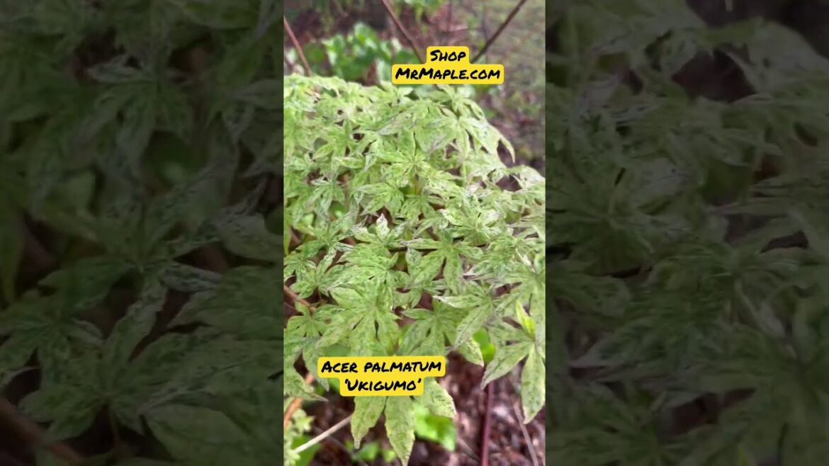 Sub & shop MrMaple.com #japanesemaple #gardenshow #mrmaple #gardening #garden #raretrees #plants