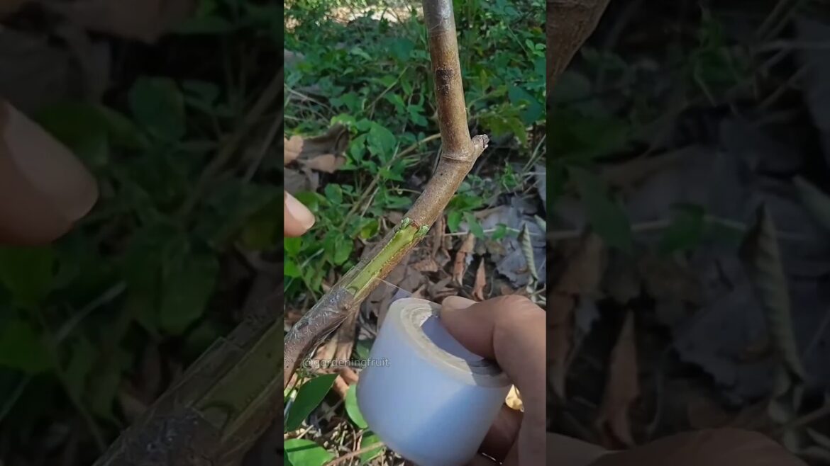 Propagation guava tree by grafting & gardening tips EP207