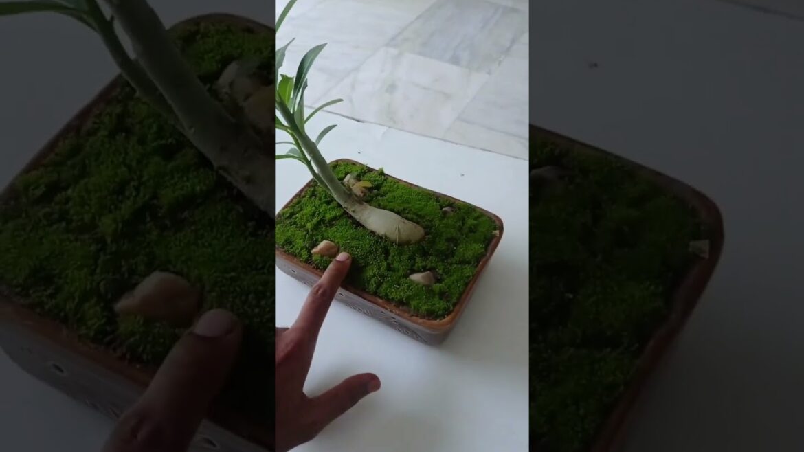 adenium plant in a beautiful pot / #garden #plant