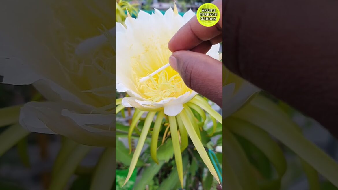 டிராகன் ஃபுரூட் காய்க்க இதை கண்டிப்பா செய்ங்க | self pollination for dragon fruits | Arun terrace