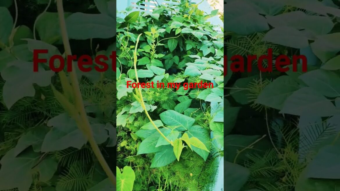 Forest in my garden#shorts #shortsfeed #viral #forestgarden Forest in my garden#shorts #shortsfeed #viral #forestgarden