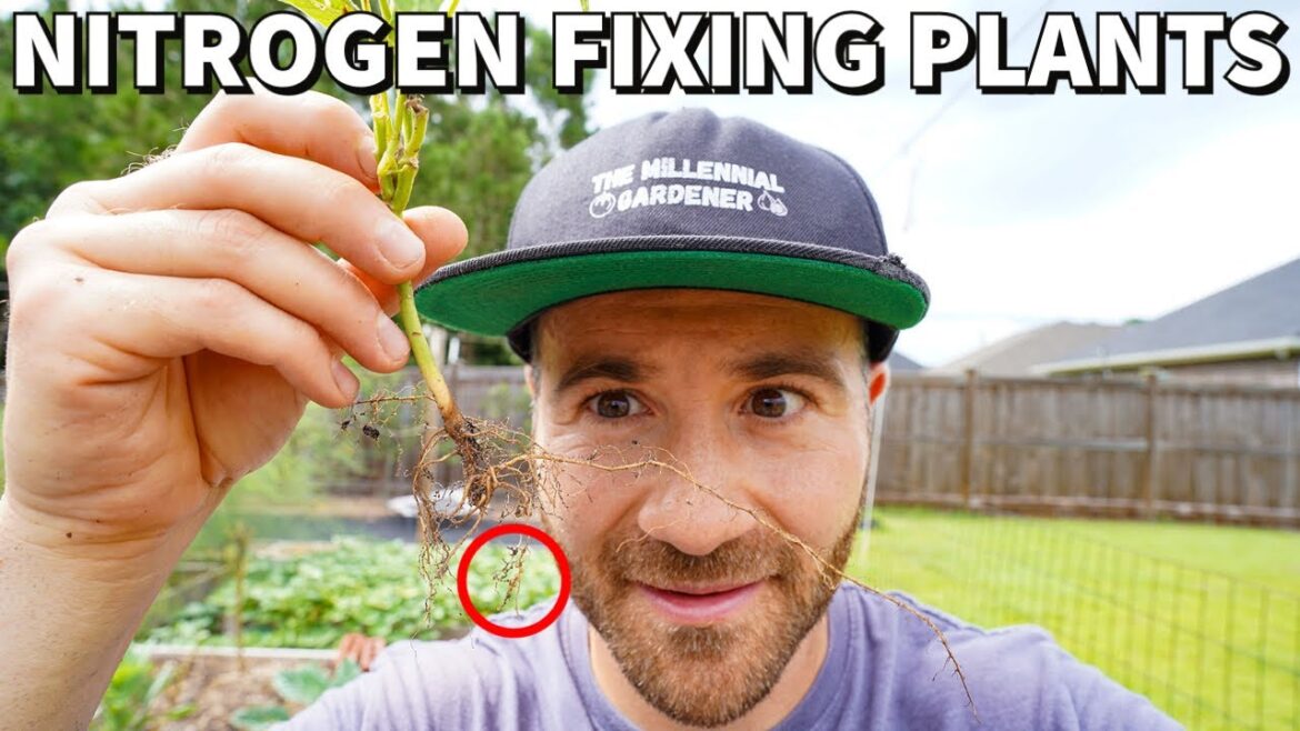 These Plants Add Fertilizer To Your Garden Naturally! These Plants Add Fertilizer To Your Garden Naturally!