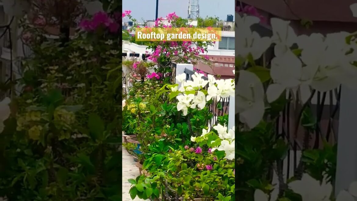 Rooftop garden. Garden design. Flowers garden. Designers idea #video #viral #shorts #short #rooftop Rooftop garden. Garden design. Flowers garden. Designers idea #video #viral #shorts #short #rooftop
