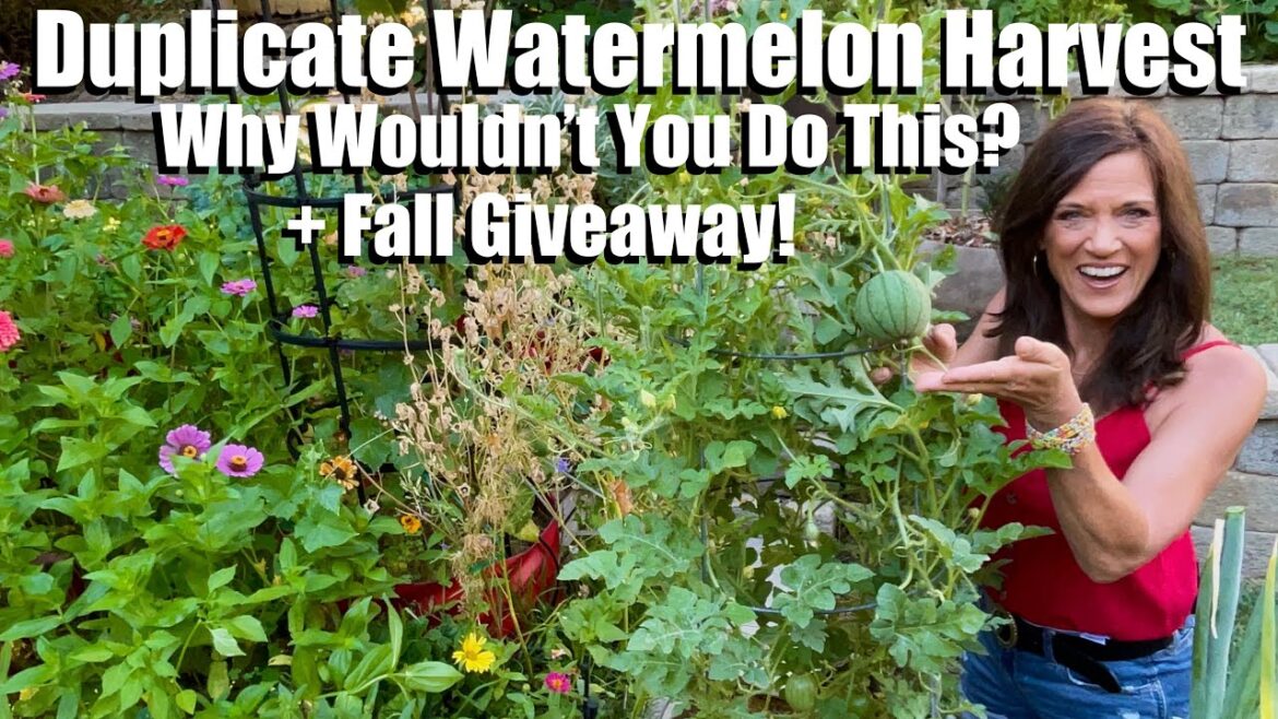 CaliKim: Duplicate Your Watermelon Harvest: Why Wouldn’t You Do This? & Fall Giveaway! Duplicate Your Watermelon Harvest: Why Wouldn’t You Do This? & Fall Giveaway!
