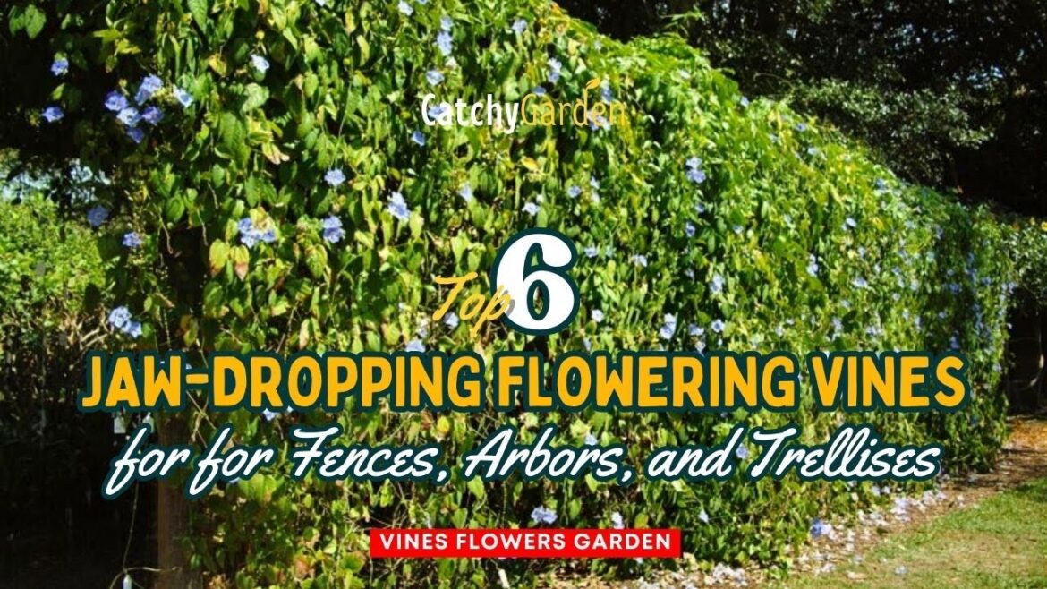 Top 6 Jaw Dropping Flowering Vines for for Fences, Arbors, and Trellises ☘️🌸🥀 // Gardening Ideas