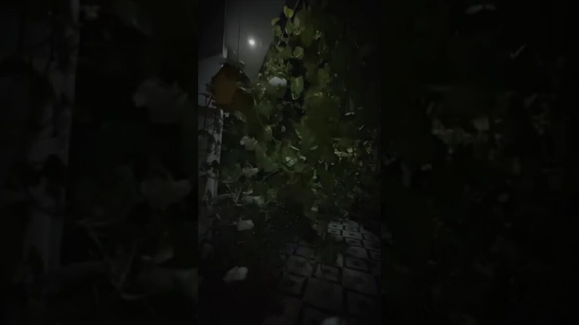 Na Chand Ki Chahat Hai #shorts #viral #short #nature #garden