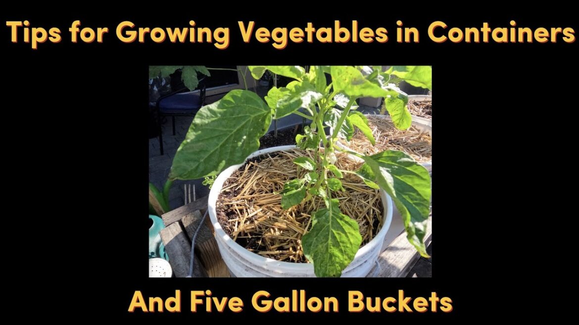 Tips For Growing Vegetables Successfully in Containers & Buckets