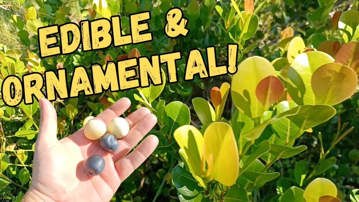 Transform Your Landscape With Florida Native Edible Plants ! Transform Your Landscape With Florida Native Edible Plants !