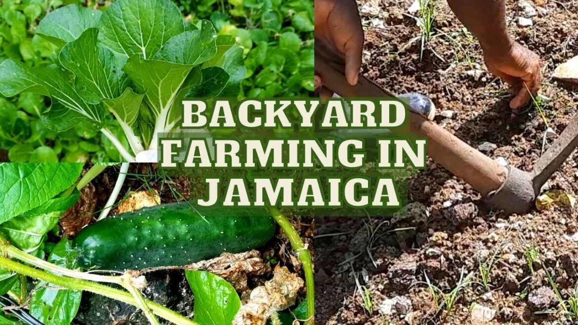 Growing CUCUMBERS & PAK-CHOI in JAMAICA / Backyard FARMING in JAMAICA / Earth’s Medicine Growing CUCUMBERS & PAK-CHOI in JAMAICA / Backyard FARMING in JAMAICA / Earth's Medicine