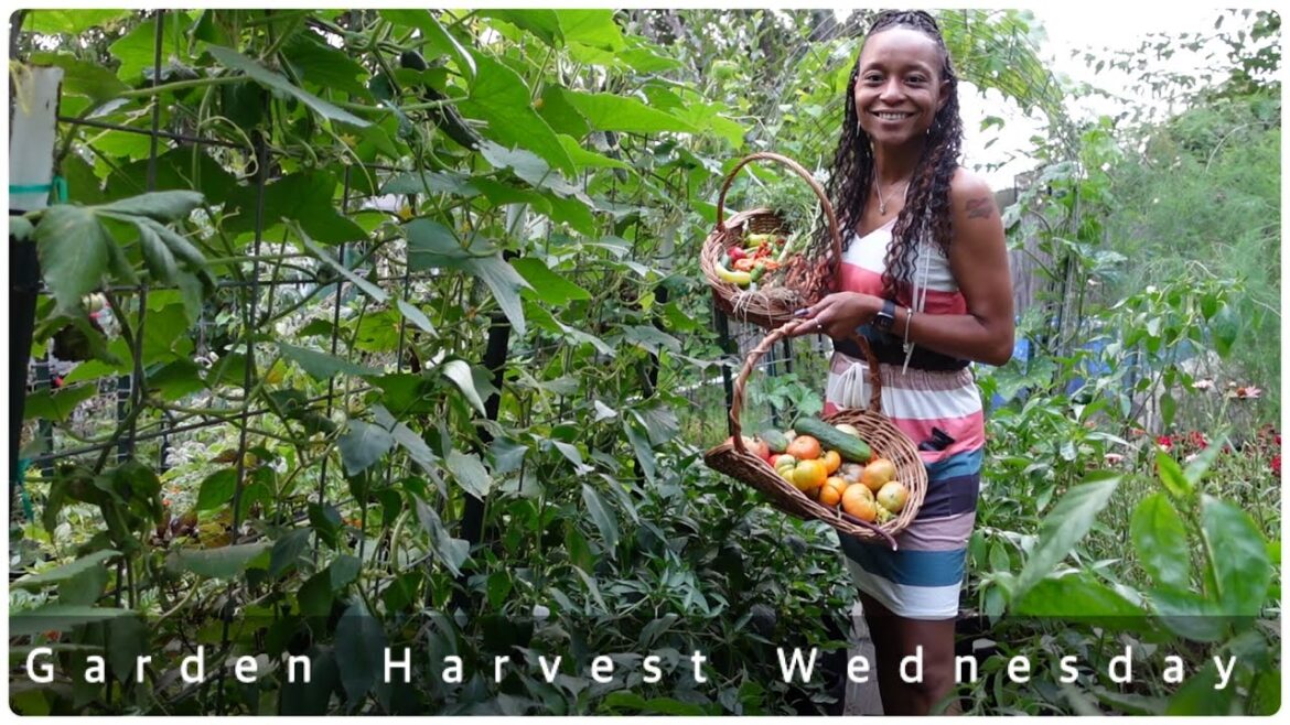 Urban Homestead Garden Harvest | The Things I Didn’t Take Care Of | (My Dog Did That) Urban Homestead Garden Harvest | The Things I Didn't Take Care Of | (My Dog Did That)