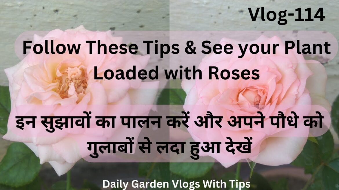 Follow These Tips & See your Plant Loaded with Roses, Rose plant care in rainy season | Vlog-114 Follow These Tips & See your Plant Loaded with Roses, Rose plant care in rainy season | Vlog-114