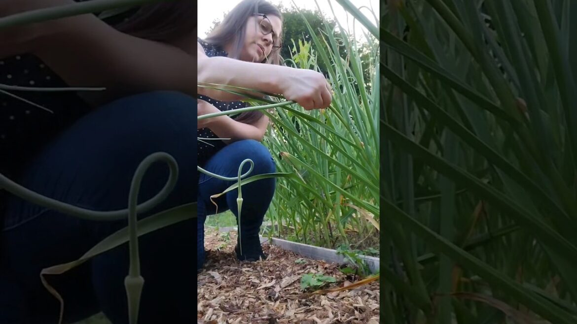 Garlic Scapes season!🧄🌱#SweetFamilyLife #Gardening #Homestead #Harvest #Gardening101 #farmtotable Garlic Scapes season!🧄🌱#SweetFamilyLife #Gardening #Homestead #Harvest #Gardening101 #farmtotable