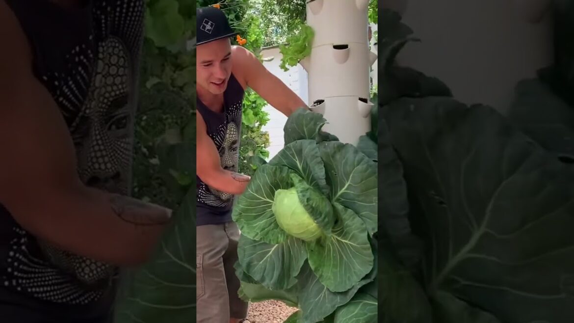 Savoring Nutrient-Rich Cabbage from our Tower Garden! ๐ฟ๐ฑ #FreshGreens #SustainableFarming Savoring Nutrient-Rich Cabbage from our Tower Garden! ๐ฟ๐ฑ #FreshGreens #SustainableFarming