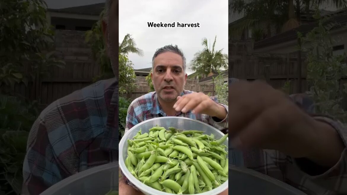 Weekend harvest #homegardening #growyourownfood #ediblegardening #urbanfarming #food #vegetable