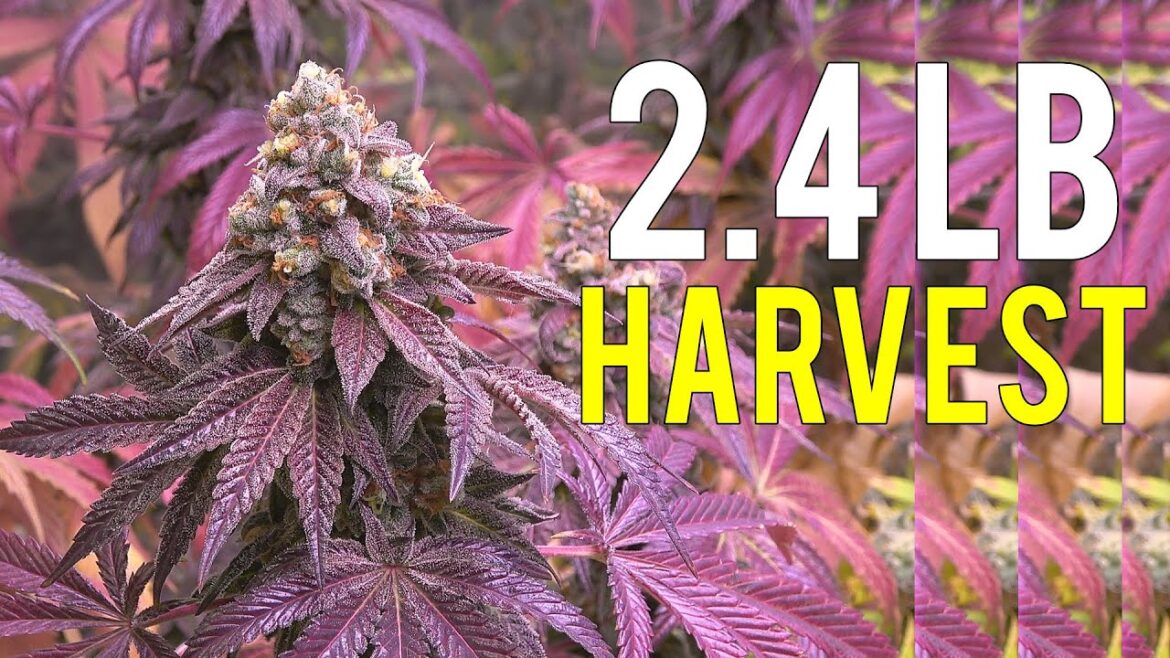 2.4 LB CANNABIS HARVEST! INDOOR MEDICAL MARIJUANA GROW