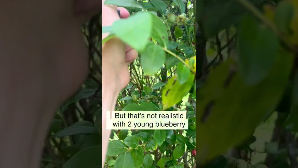 Home Gardening Goals – How To Replace The Grocery Store Home Gardening Goals - How To Replace The Grocery Store