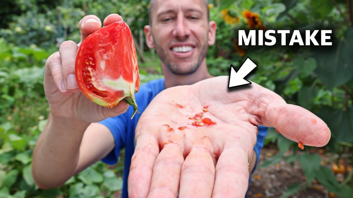 James Prigioni: This Technique of Saving Tomato Seeds is a Game Changer! This Technique of Saving Tomato Seeds is a Game Changer!